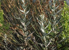 Puccinia chrysanthemi