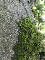 Bryophyta