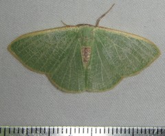 Celidomphax quadrimacula