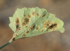 Puccinia lobata
