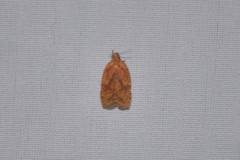 Agonopterix robiniella