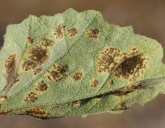 Puccinia lobata