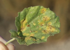 Puccinia lobata