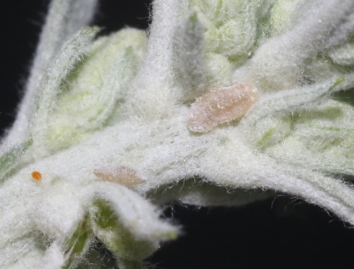 iNaturalist observation photo of Bougainvillea mealybug