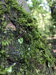 Bryophyta