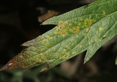 Puccinia chrysanthemi