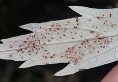 Puccinia chrysanthemi