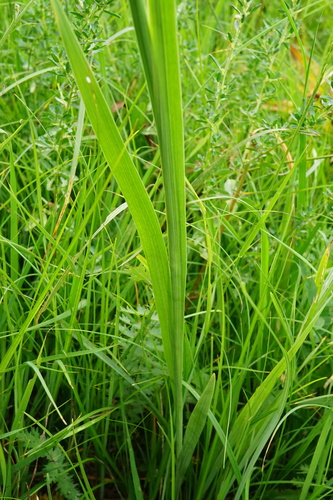 Image of Gladiolus palustris by (c) Patrick Hacker, some rights reserved (CC BY)