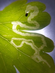 Phytomyza minuscula
