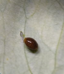 Phytomyza minuscula