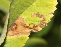 Stigmella anomalella