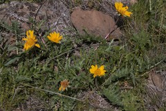 Balsamorhiza macrolepis
