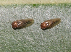 Ctenarytaina longicauda