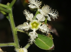 Ctenarytaina longicauda