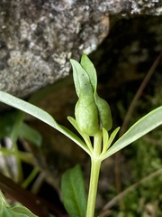 Dasineura lysimachiae