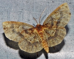 Metarranthis angularia