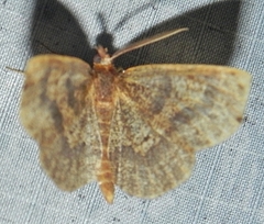 Metarranthis angularia