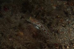 Thorogobius macrolepis