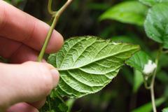 Centropogon costaricae