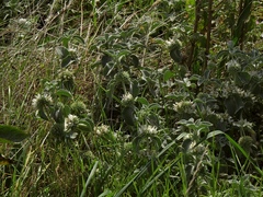 Marrubium incanum