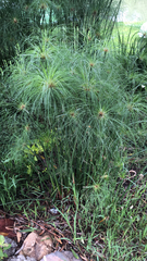 Cyperus papyrus
