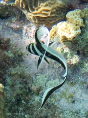 Eques punctatus