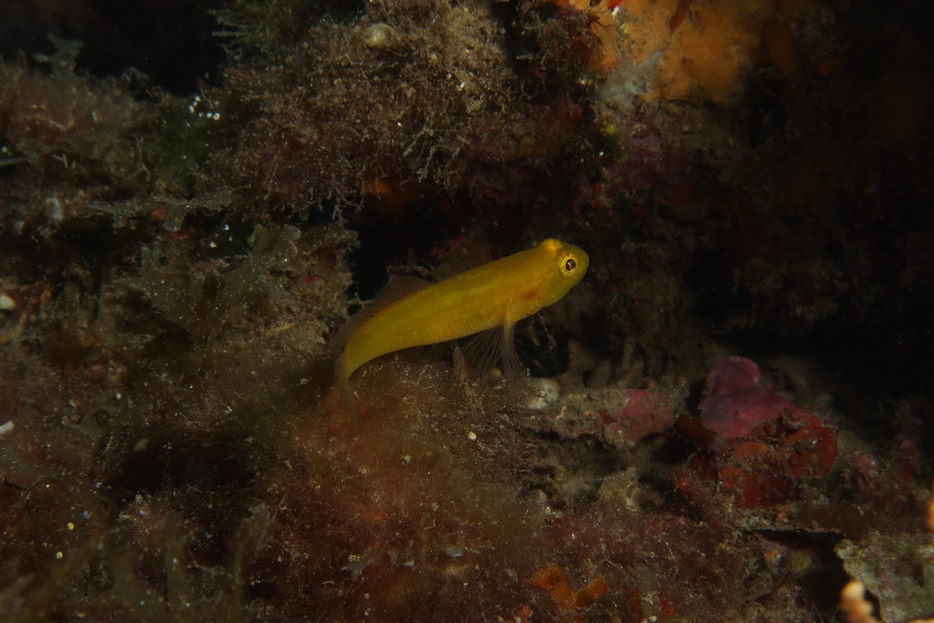 Golden Goby