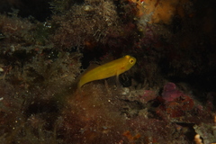 Gobius auratus
