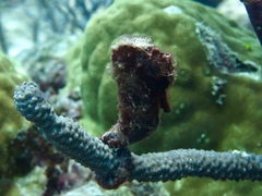 Hippocampus reidi