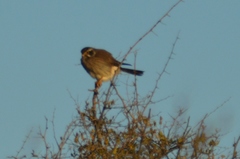 Spiziapteryx circumcincta