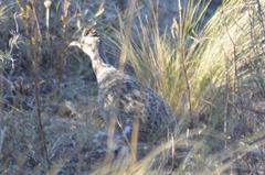 Nothoprocta cinerascens