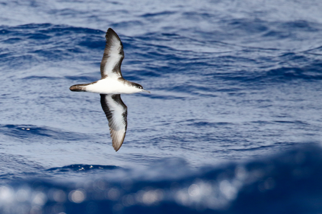 Sargasso shearwater flying low over waves, showing white underparts