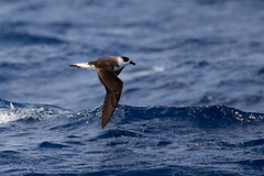 Pterodroma hasitata