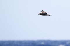 Stercorarius longicaudus