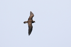 Stercorarius longicaudus