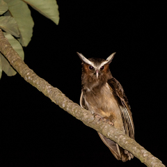 Lophostrix cristata