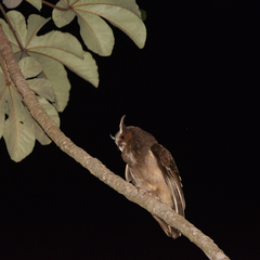 Lophostrix cristata