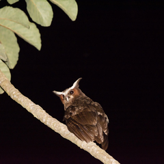 Lophostrix cristata