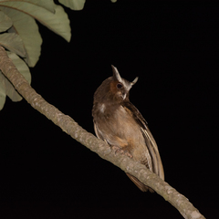 Lophostrix cristata
