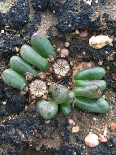 Diplosoma retroversum