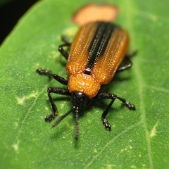 Odontota dorsalis