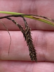 Carex torta