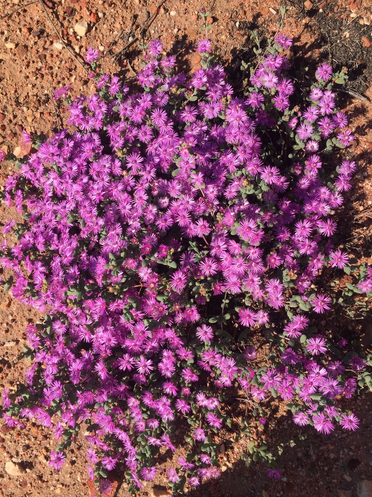 Antimima lokenbergensis, N7, WC, ZA