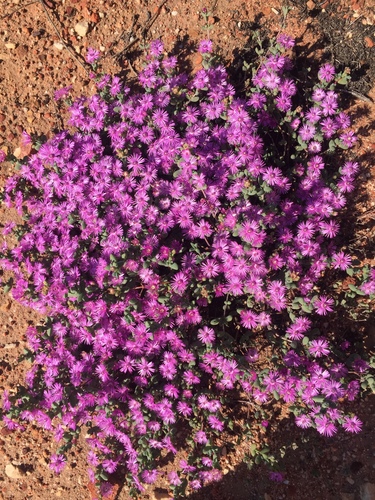 Antimima lokenbergensis