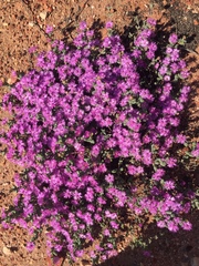 Antimima lokenbergensis