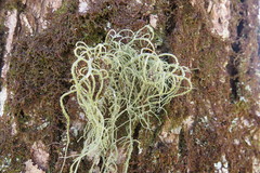 Usnea mutabilis