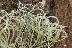 Usnea mutabilis