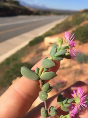 Antimima lokenbergensis