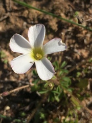 Oxalis ebracteata