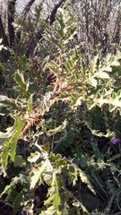 Solanum sisymbriifolium